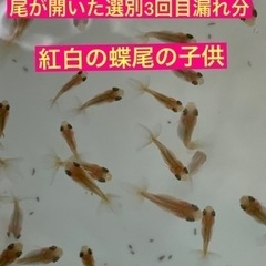 金魚の子供2022-4★蝶尾になれる可能性あり★稚魚〜幼魚1匹1...