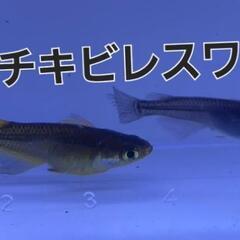 オロチキビレスワロー稚魚