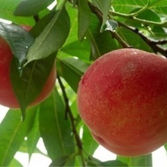 【短期】【急募】7月　桃の収穫補助作業※ダブルワーク可