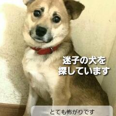 迷子犬を探しています。