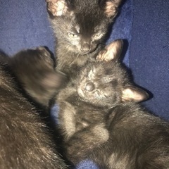 黒猫の赤ちゃん4匹