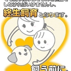 里親決定！有難うございました　　🆘保健所収容❗️可愛い野犬の子犬2匹が家族を待ってます🎀【県外譲渡可】 - 里親募集