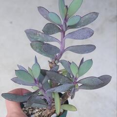 セネシオ紫蛮刀 Senecio crassissimus 苗 多肉植物