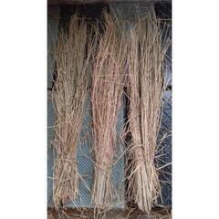 ⑤長い稲藁❗️家庭用の超ブランド米の藁です❗️