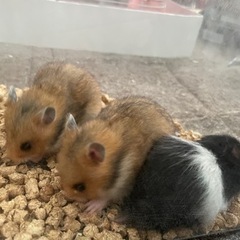 ゴールデンハムスター1ヶ月🐹