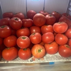 再販　農家さんのトマト　1個50円