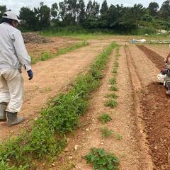 畑プロジェクト！菌ちゃん先生農法に興味ある方！！in 沖縄👨‍🌾 - ボランティア