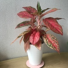 ピック　植物　aglaonema