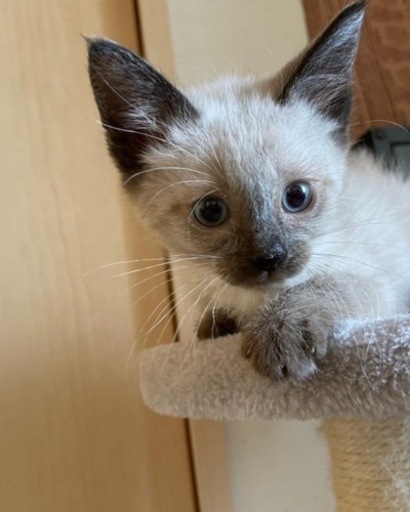 ポインテッドシャムブラウンの子猫 Sakasa 城北公園通の猫の里親募集 ジモティー