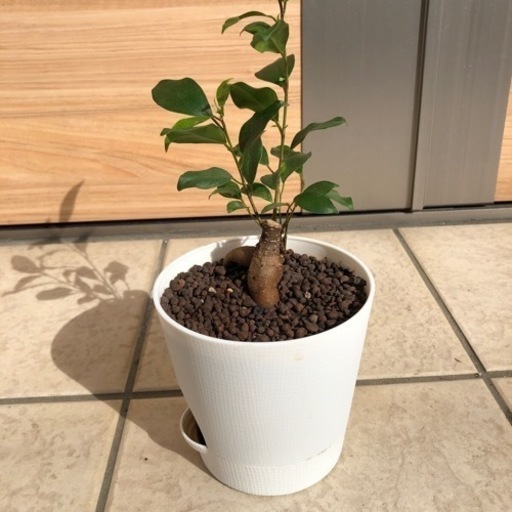成長中！観葉植物・ガジュマル