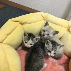 生後1か月くらい子猫　白ブチ女の子のみ