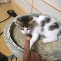 《里親様が決まりました》生後2ヶ月の子猫（男の子） - 猫