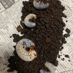 富さん用 県外発送 ヘラクレスオオカブト幼虫⑤富さん用