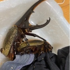 富さん用 県外発送 ヘラクレスオオカブト幼虫⑤富さん用