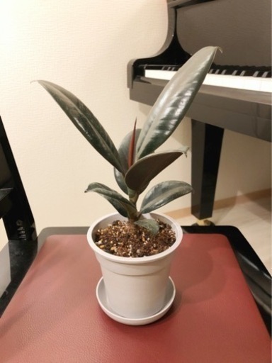 観葉植物　フィカス・バーガンディ①　30cm　グレーカラー3.5号鉢と受け皿付き