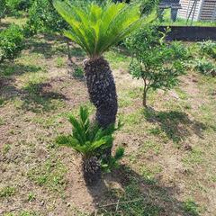 蘇鉄 値下げしました！