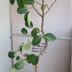 【ネット決済】フィカス・ソフィア　大型観葉植物