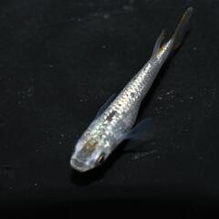 【ネット決済・配送可】メダカ シャンパンゴールドの若魚 5匹