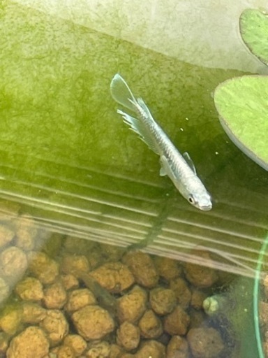 メダカ卵 マリアージュ エメラルドフィン 個 決まりました もん 土佐一宮のその他の中古あげます 譲ります ジモティーで不用品の処分