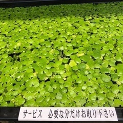 浮き草　無料　無人販売所