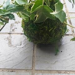 苔玉　ハンドメイド　作品　手作り