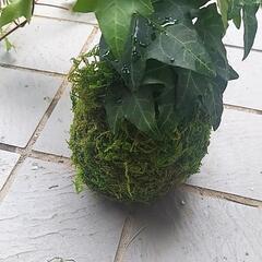 苔玉　ハンドメイド　植物