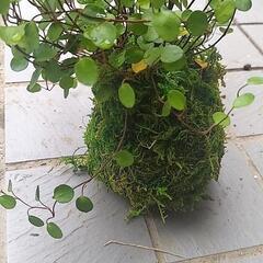 苔玉　手作り　観葉植物