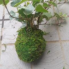 ハンドメイド　苔玉　植物