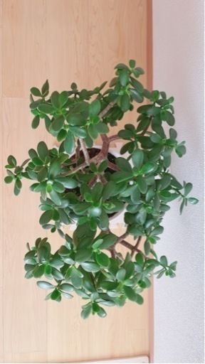 華花月 多肉植物(送料込みの値段)