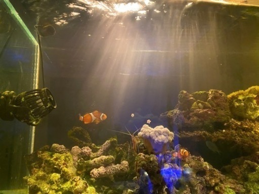 海水魚引退セット！最終値下げ！！