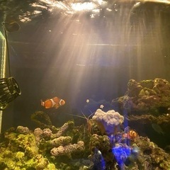 [値下げしました‼️]海水魚 水槽一式 30000円