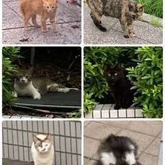 野良猫を沢山発見しました