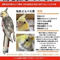 インコ迷子