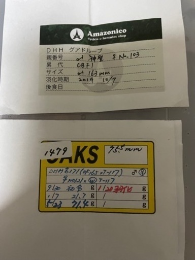 DHヘラクレス初齢幼虫10頭9000円〜