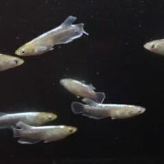 メダカ　エメラルドキッシング