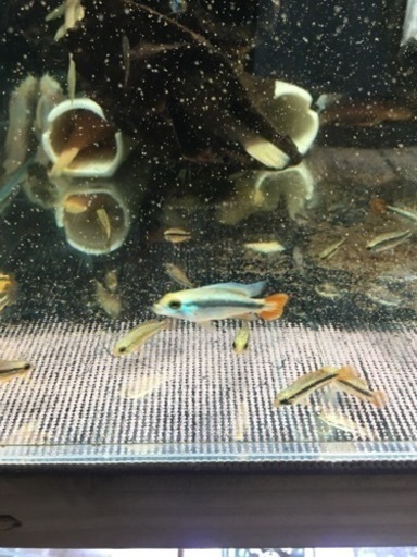 熱帯魚APブルーフレーム