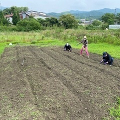 畑仕事、畑作り、栽培