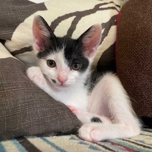 里親様決まりました カッコイイ白黒くん Chee 豊田町の猫の里親募集 ジモティー