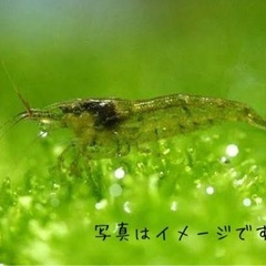 ミナミヌマエビ 1匹￥30