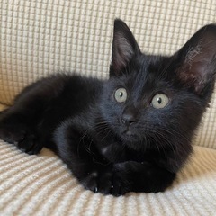 黒猫　1ヶ月女の子！里親募集！