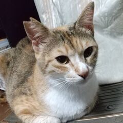 とてもおとなしい美人猫(^^♪　2歳の女の子です。