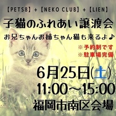 子猫ふれあい譲渡会♫福岡市南区会場にて開催！