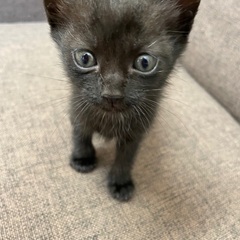 黒猫さん♀生後1ヶ月です‪⸜♡⸝‍‬お話中