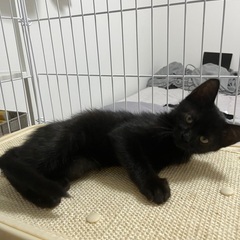 生後2か月程度の黒猫ちゃん
