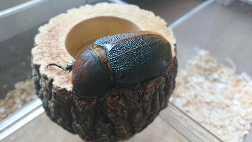 お話し中】ヘラクレスオオカブト オス143㎜ メス69㎜ 良血統 即ブリペア