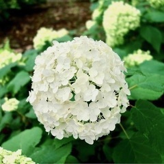 白いアナベル　紫陽花