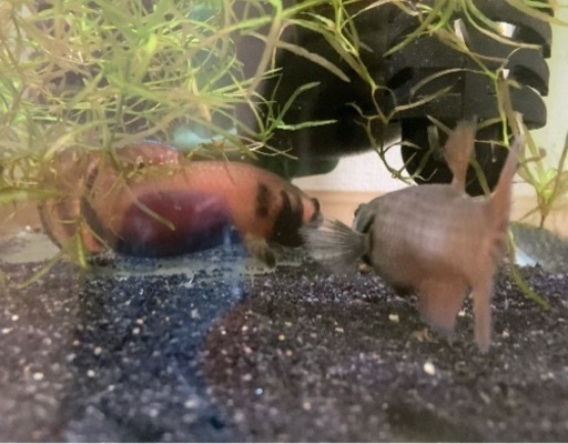 マクロストマ稚魚4匹