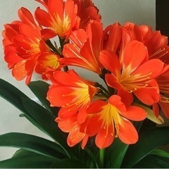 クンシラン　オレンジ色　花