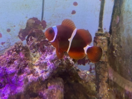 引き取り限定 海水魚（タテキン半成魚、スパンチーク）