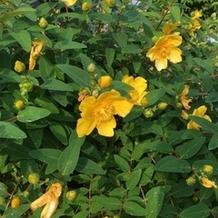 ヒペリカム　カリシナム　黄色い　花　園芸　庭木